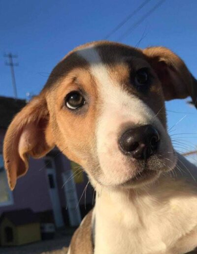 adoption janko