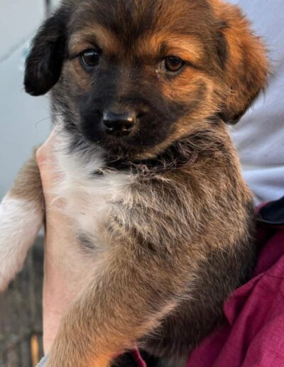 adoption lulu