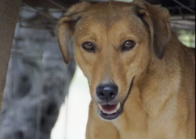 adoption boomer