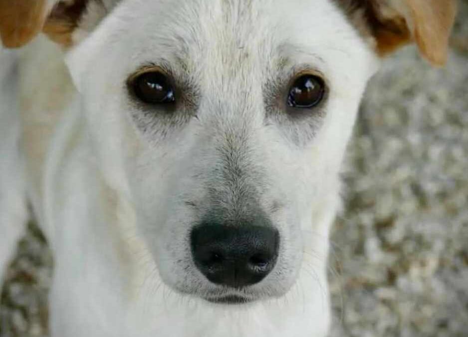 Adoption – Bradut