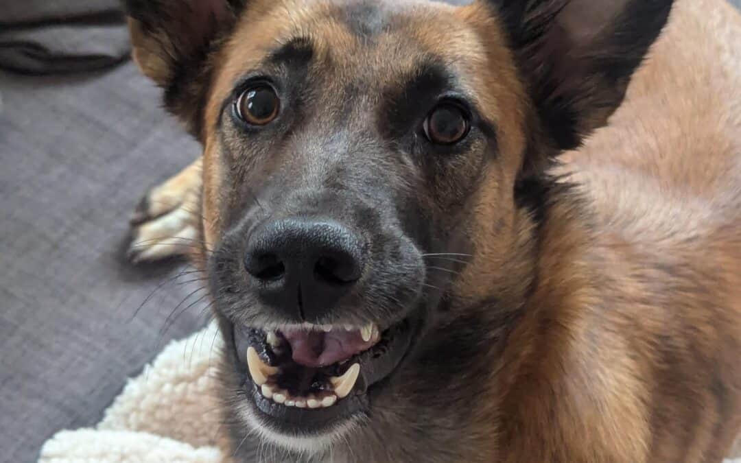Adoption – Pepette