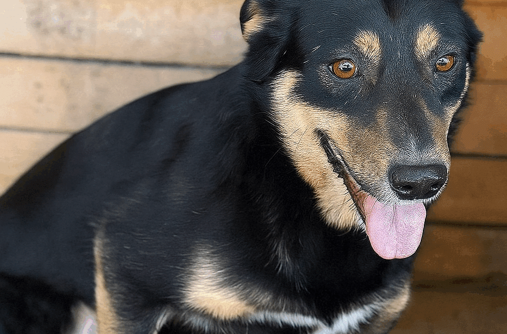 Adoption – Mika
