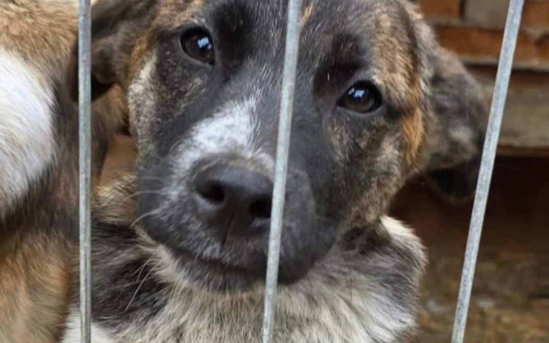 Adoption – Fritzi