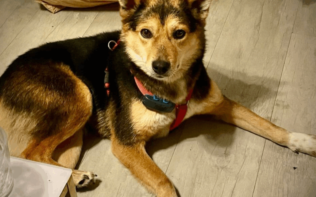 Adoption – Cesar