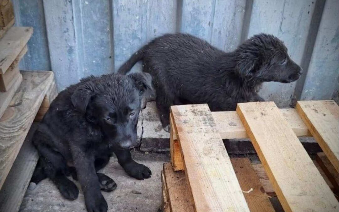 Adoption – Chiots noirs