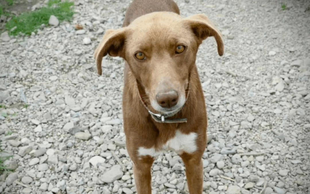 Adoption – Leesha