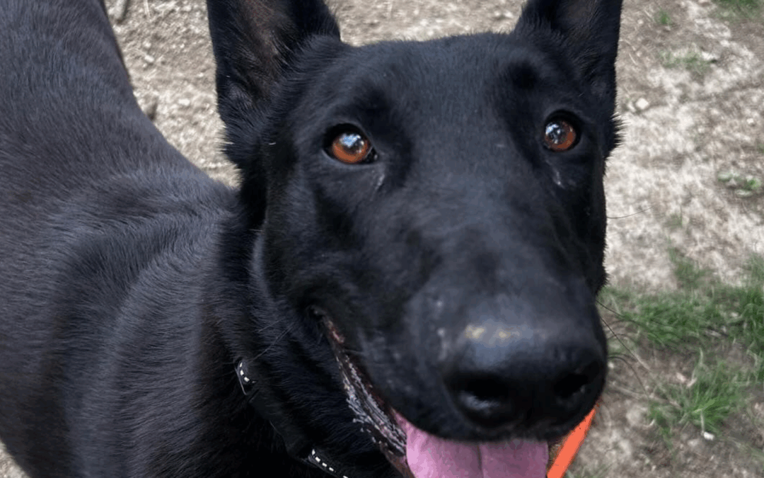 Adoption – Sirius