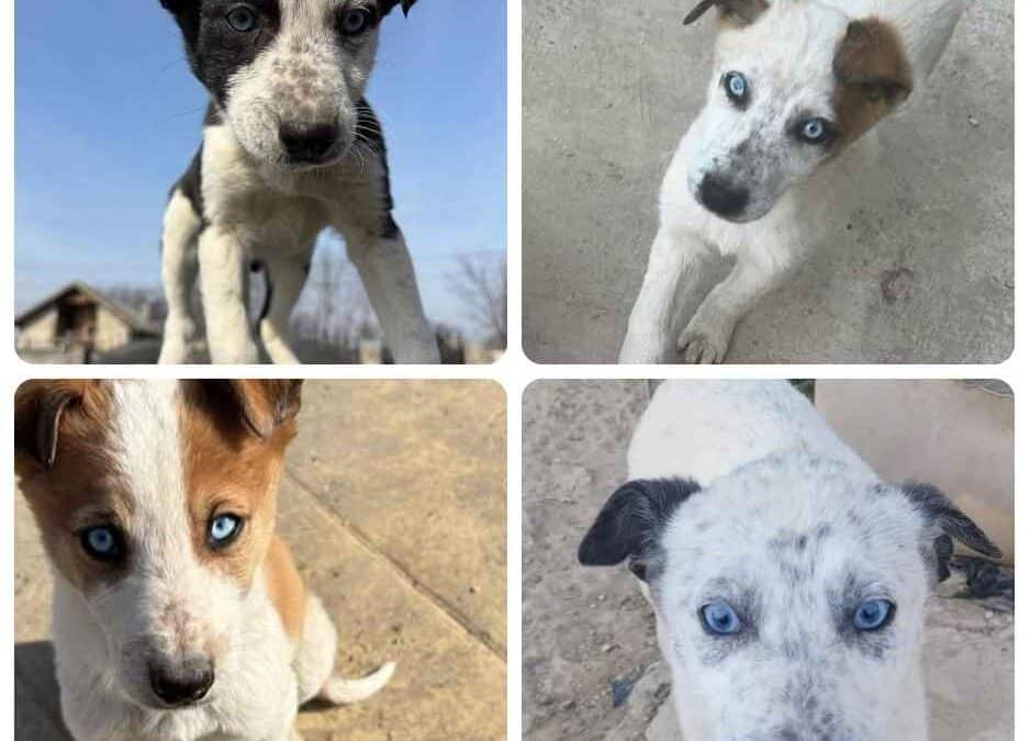 Adoption – Chiots
