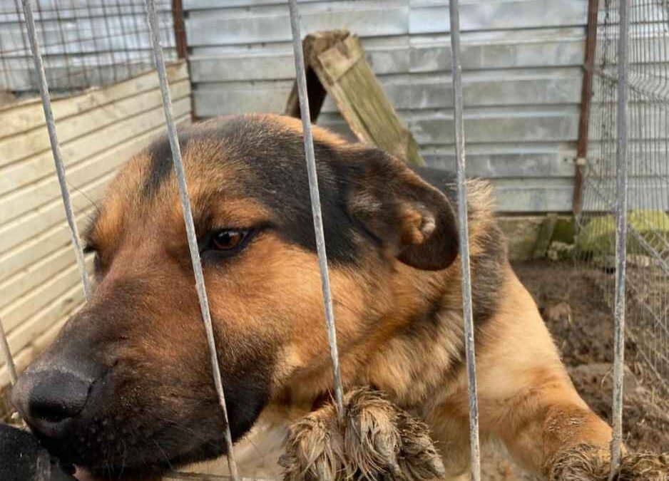 Adoption – Eddy