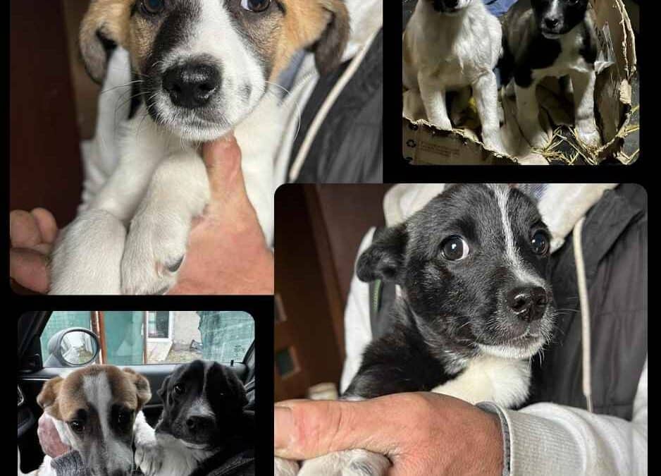 Adoption – Lilly et Oreo