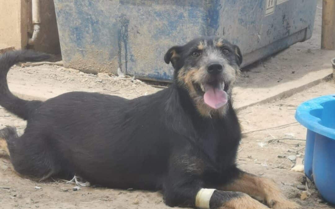Adoption – Betty