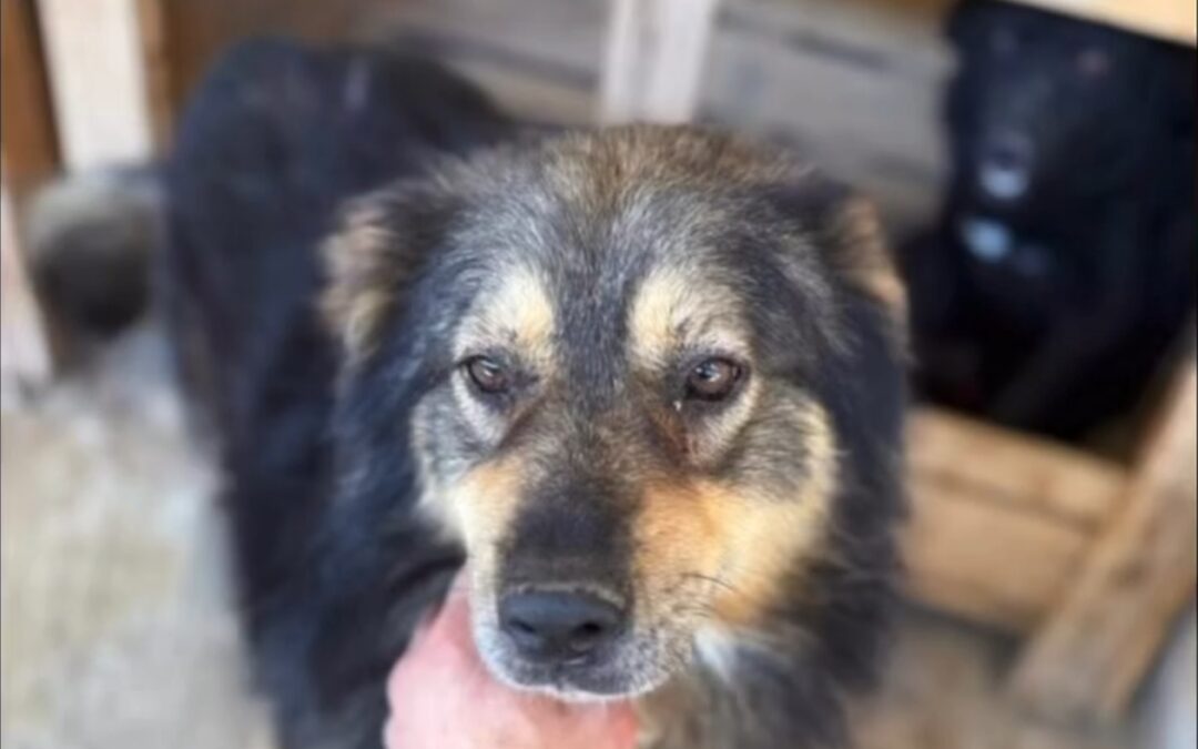 Adoption – Gill