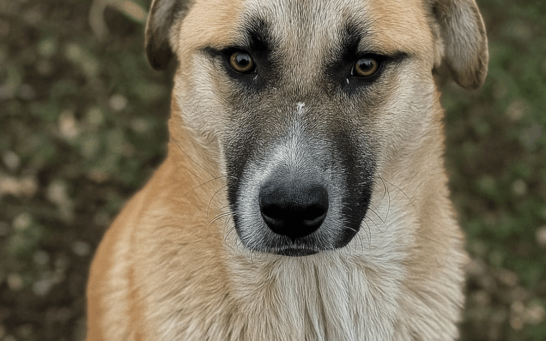 Adoption – Octave
